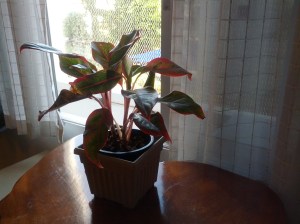 My happy plant hanging out near the sunshine